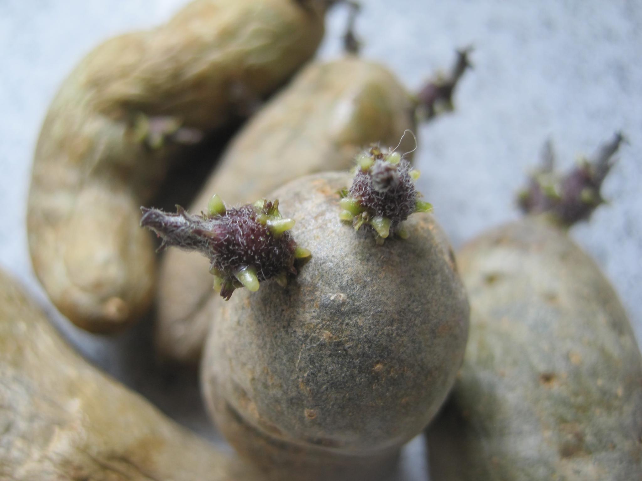 Growing Potatoes in Containers